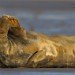 Seal 091206_3